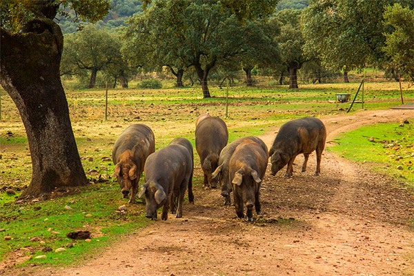 Sierra de Aracena, Cuna del Jamón Ibérico