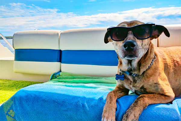 Los mejores hoteles para ir de vacaciones con tu perro