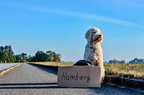 Viaje en el extranjero mascotas