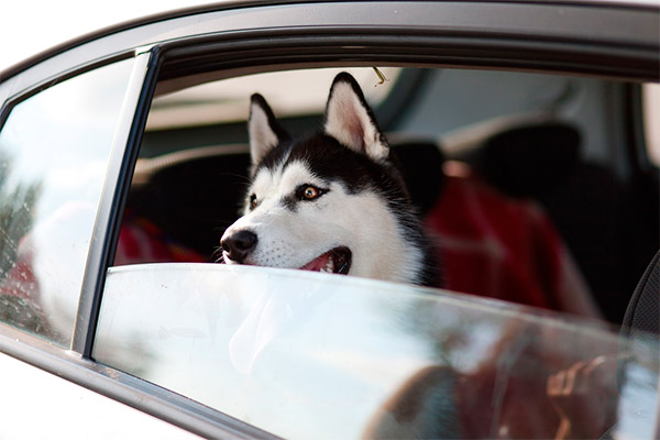 ¿Cómo puedo transportar a mi mascota?