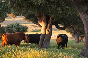 Ruta del Toro y la Dehesa Salmantina. Foto: Diputación de Salamanca