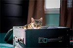 Viajar con mascotas